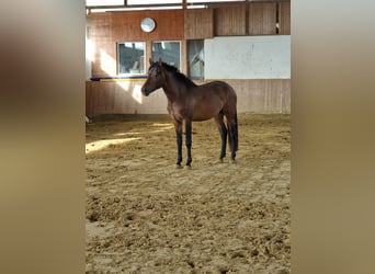 New Forest Pony, Hengst, 2 Jaar, 142 cm, Falbe