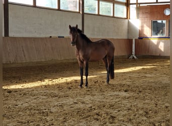 New Forest Pony, Hengst, 2 Jaar, 142 cm, Falbe