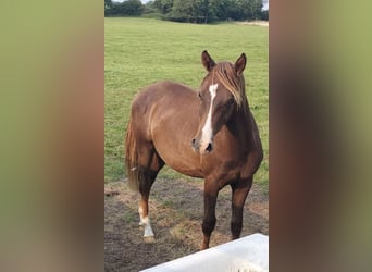 New Forest Pony, Hengst, 2 Jaar, 145 cm, Donkere-vos