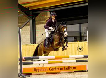 New Forest Pony, Hengst, 2 Jahre, 136 cm, Brauner