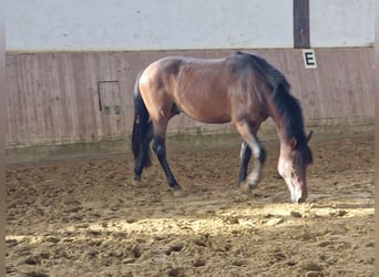 New Forest Pony, Hengst, 2 Jahre, 142 cm, Falbe