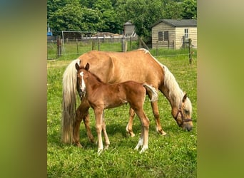 New Forest Pony, Hengst, 2 Jahre, 145 cm, Dunkelfuchs