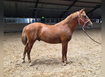 New Forest Pony, Hengst, 2 Jahre, Fuchs
