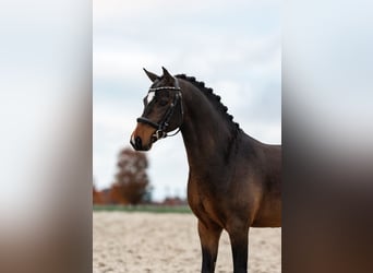 New Forest Pony, Hengst, 3 Jaar, 122 cm, Donkerbruin
