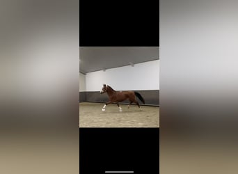 New Forest Pony, Hengst, 3 Jaar, 145 cm, Lichtbruin