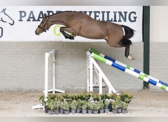 New Forest Pony, Hengst, 3 Jaar, 146 cm, Bruin