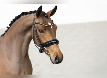 New Forest Pony, Hengst, 3 Jaar, 146 cm, Bruin