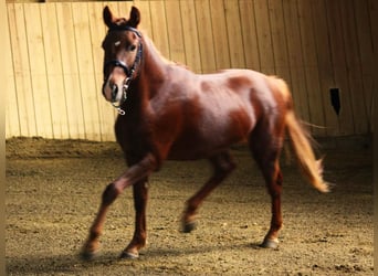 New Forest Pony, Hengst, 3 Jaar, 146 cm, Vos