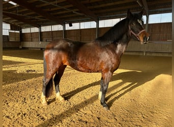 New Forest Pony, Hengst, 3 Jahre, 148 cm, Brauner
