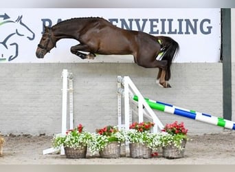 New Forest Pony, Hengst, 3 Jahre, 148 cm