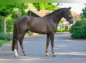 New Forest Pony, Hengst, 3 Jahre, 148 cm