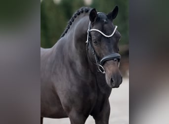 New Forest Pony, Hengst, 4 Jaar, 144 cm, Zwart