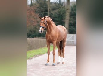 New Forest Pony, Hengst, 4 Jaar, 145 cm, Vos