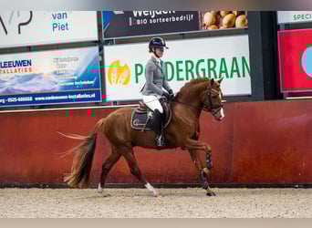 New Forest Pony, Hengst, 4 Jahre, 145 cm, Fuchs