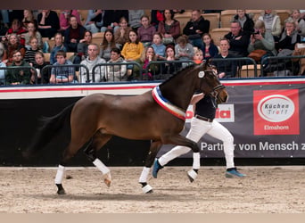 New Forest Pony, Hengst, 4 Jahre, 148 cm, Brauner