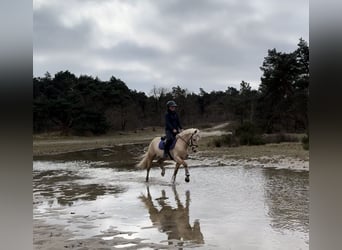 New Forest Pony, Hengst, 4 Jahre, 153 cm, Palomino