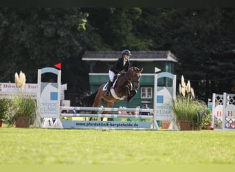 New Forest Pony, Hengst, 6 Jaar, 148 cm, Bruin