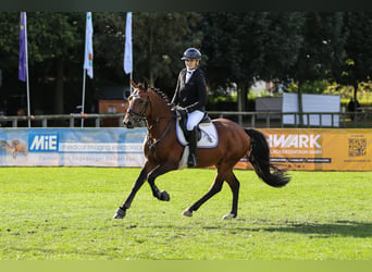 New Forest Pony, Hengst, 6 Jahre, 148 cm, Brauner