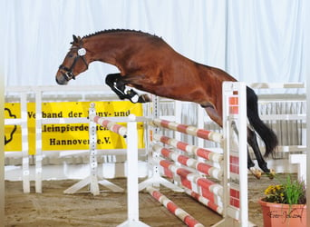 New Forest Pony, Hengst, 6 Jahre, 148 cm, Brauner