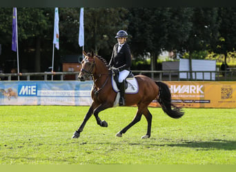 New Forest Pony, Hengst, 7 Jaar, 148 cm, Bruin