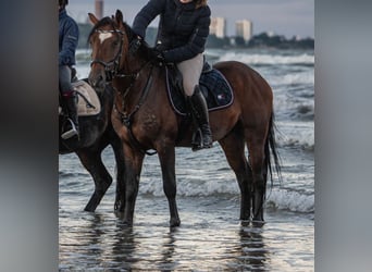 New Forest Pony, Hengst, 7 Jahre, 148 cm, Brauner