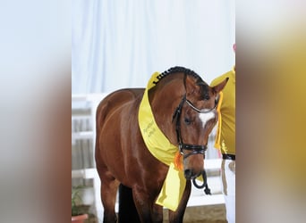 New Forest Pony, Hengst, 7 Jahre, 148 cm, Brauner