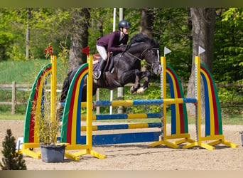 New Forest Pony, Hengst, 8 Jaar, 146 cm, Zwart