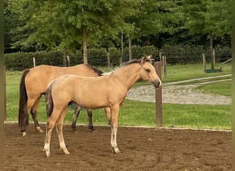 New Forest Pony Mix, Hengst, Fohlen (04/2024), 140 cm, Buckskin