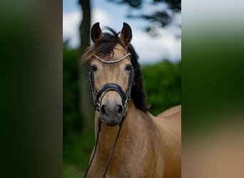 New Forest Pony, Hengst, Fohlen (03/2025), 145 cm, Brauner