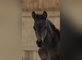 New Forest Pony, Hengst, Fohlen (03/2025), 145 cm, Brauner