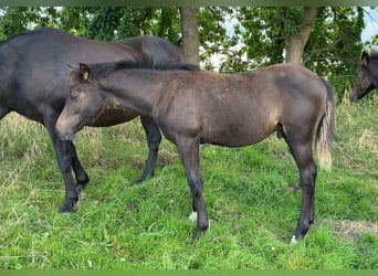 New Forest Pony, Hengst, Fohlen (03/2025), 145 cm, Brauner