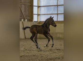 New Forest Pony, Hengst, Fohlen (03/2025), 145 cm, Brauner