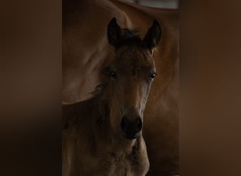 New Forest Pony, Hengst, Fohlen (05/2025), 145 cm, Dunkelbrauner