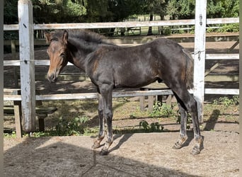 New Forest Pony, Hengst, Fohlen (05/2025), 145 cm, Dunkelbrauner