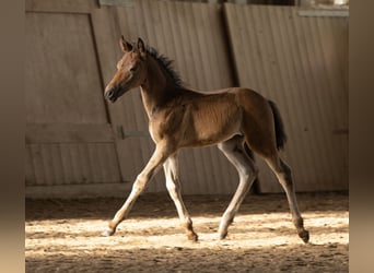 New Forest Pony, Hengst, Fohlen (05/2025), 145 cm, Dunkelbrauner
