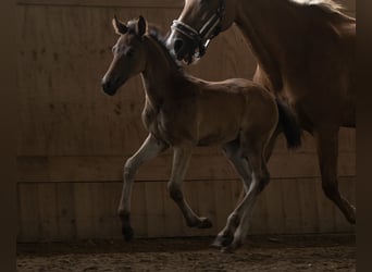 New Forest Pony, Hengst, Fohlen (05/2025), 145 cm, Dunkelbrauner