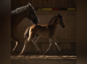 New Forest Pony, Hengst, Fohlen (05/2025), 145 cm, Dunkelbrauner