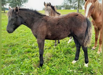 New Forest Pony, Hengst, Fohlen (04/2024), 146 cm, Dunkelbrauner