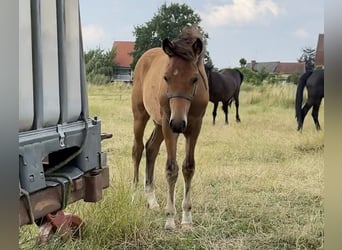 New Forest Pony, Hengst, Fohlen (03/2026), Brauner