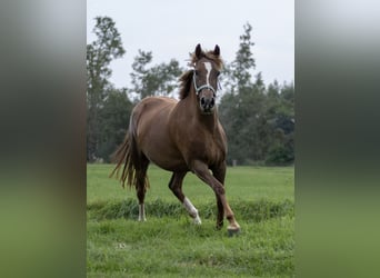New Forest Pony, Hengst, Fohlen (05/2026), Dunkelbrauner