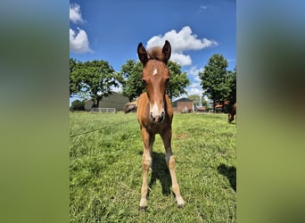 New Forest Pony, Hengst, , Fuchs