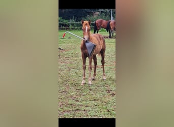 New Forest Pony, Hengst, Fohlen (05/2024), Fuchs