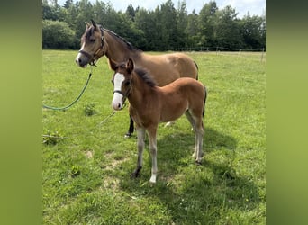 New Forest Pony, Hengst, 