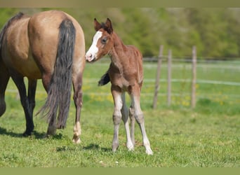 New Forest Pony, Hengst, 