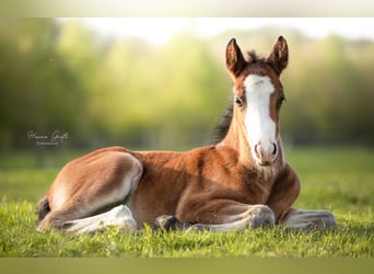New Forest Pony, Hengst, 