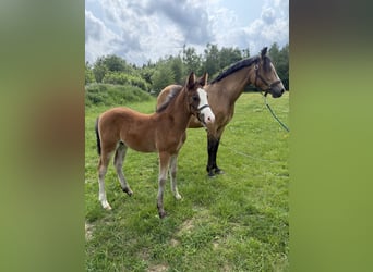 New Forest Pony, Hengst, 