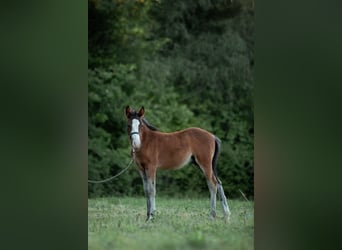 New Forest Pony, Hengst, Veulen (04/2025)