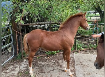 New Forest Pony, Hengst, veulen (05/2023), Vos