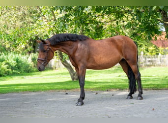 New Forest Pony, Mare, 10 years, 13.1 hh, Brown