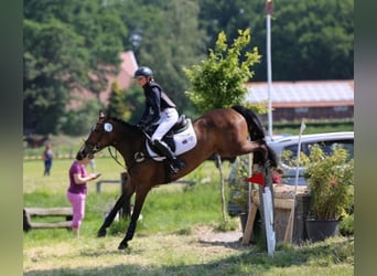 New Forest Pony, Mare, 10 years, 14.1 hh, Brown